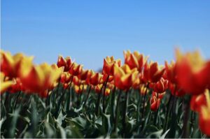 international travel