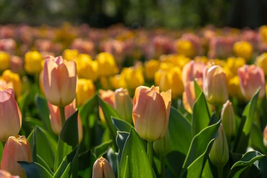 living in New Zealand