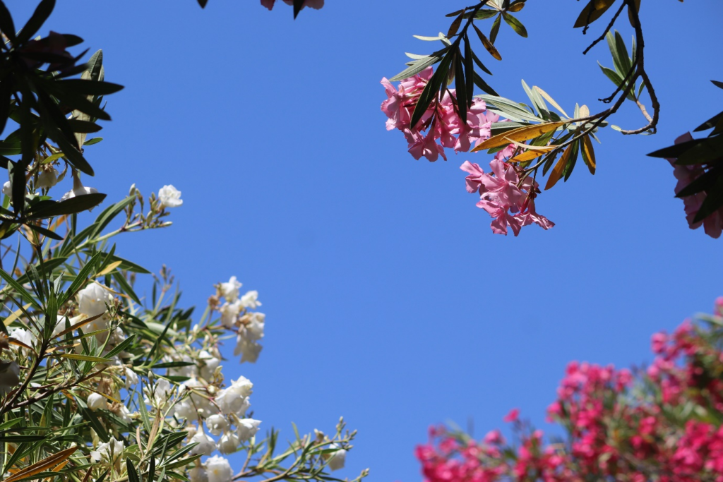 international travel