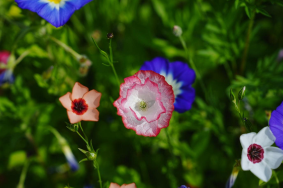 travel internationally